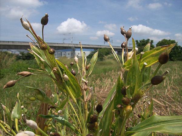 苡的果實 苡的果實
