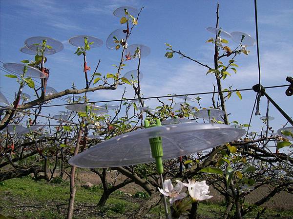 傘下梨花 傘下梨花