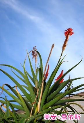 aloe_vera_plant_226483