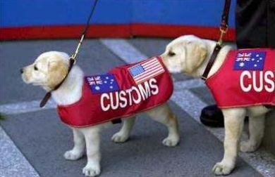 customdogs.jpg customdogs.jpg