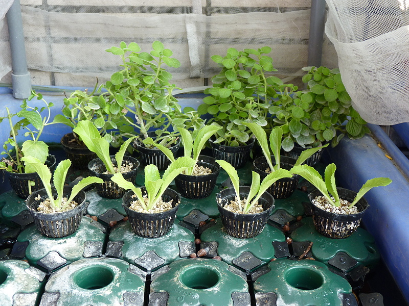 2015.1.10 種山東白.JPG