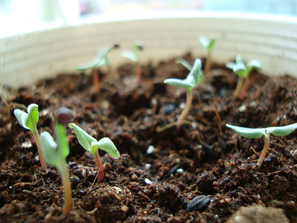 DSC00251.JPG DSC00251.JPG