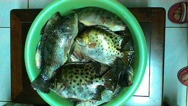 福壽雙至 福壽雙至