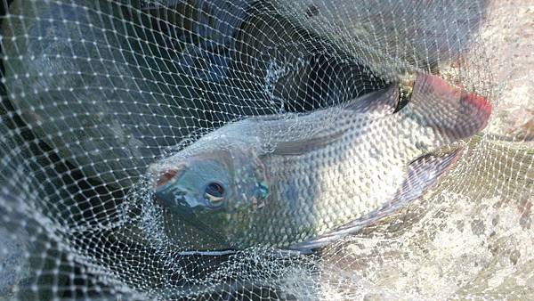 福壽雙至 福壽雙至