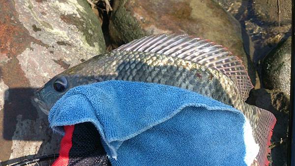 福壽雙至 福壽雙至