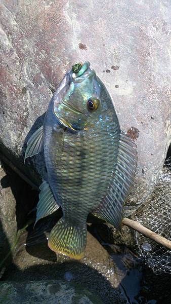 福壽雙至 福壽雙至