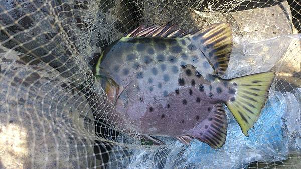 福壽雙至 福壽雙至