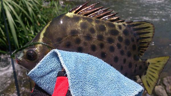 福壽雙至 福壽雙至