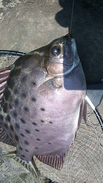 福壽雙至 福壽雙至