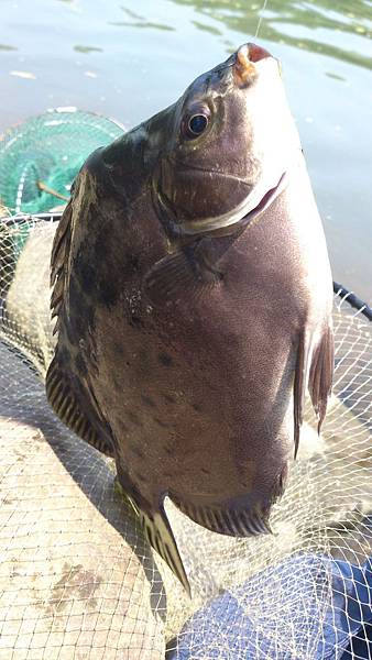 福壽雙至 福壽雙至