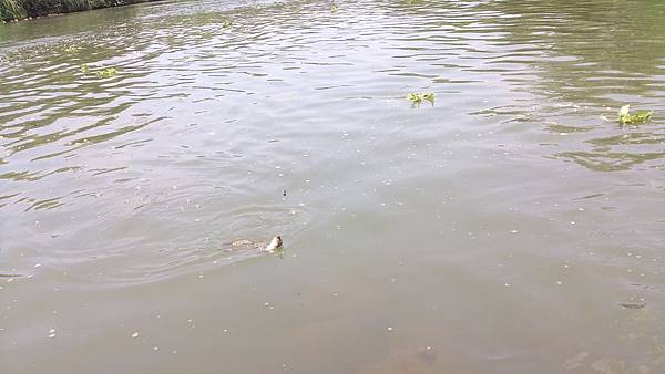 福壽雙至 福壽雙至