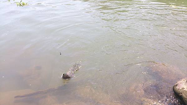 福壽雙至 福壽雙至