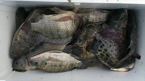 福壽雙至 福壽雙至