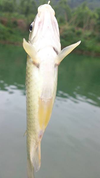 福