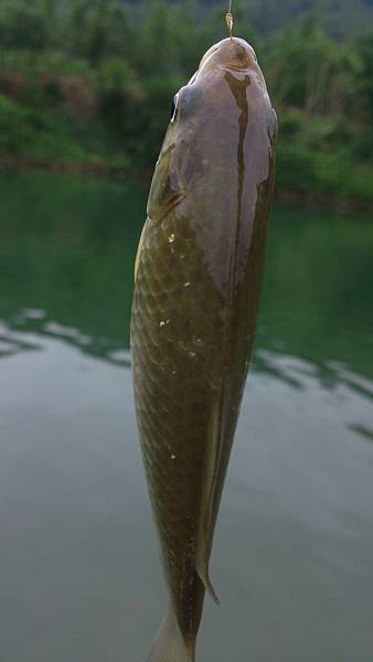 福
