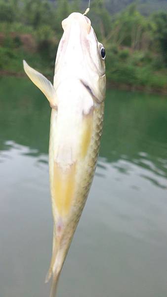 福