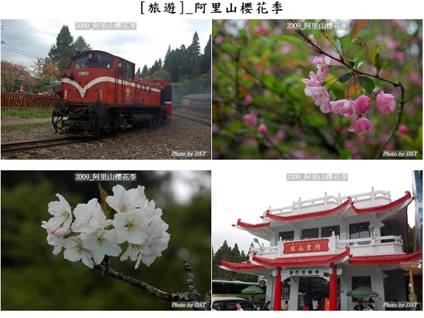 ContactSheet_[旅遊]_阿里山櫻花季