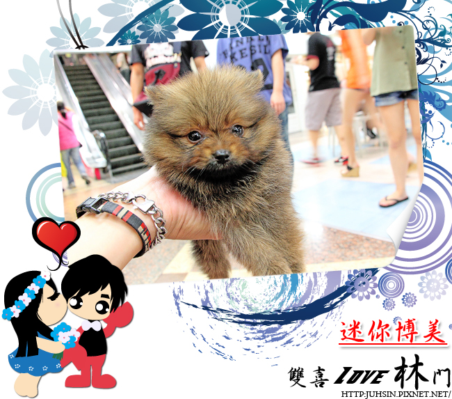 迷你博美 迷你博美