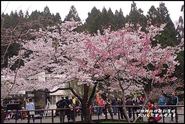 阿里山櫻花季40.JPG 阿里山櫻花季40.JPG