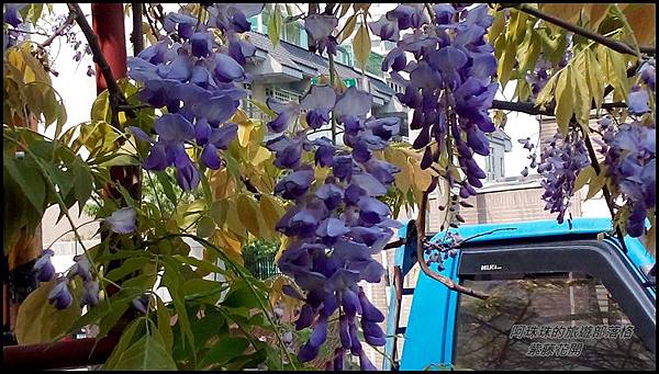 紫藤花開2.jpg 紫藤花開2.jpg