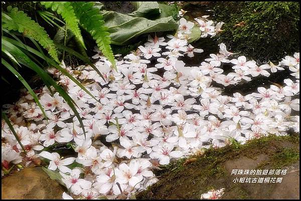 小粗坑古道桐花開3.JPG 小粗坑古道桐花開3.JPG