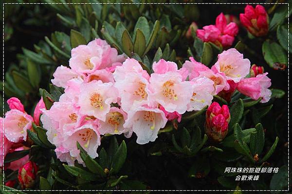 合歡東峰3.JPG 合歡東峰3.JPG