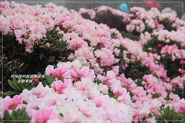 合歡東峰5.JPG 合歡東峰5.JPG