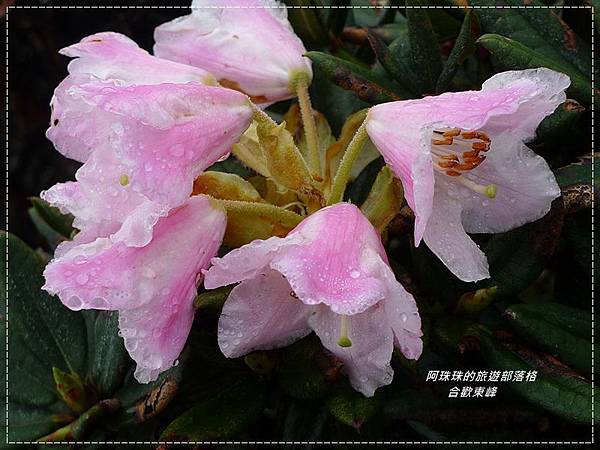 合歡東峰23.JPG 合歡東峰23.JPG