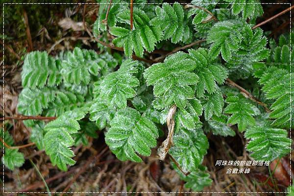 合歡東峰24.JPG 合歡東峰24.JPG