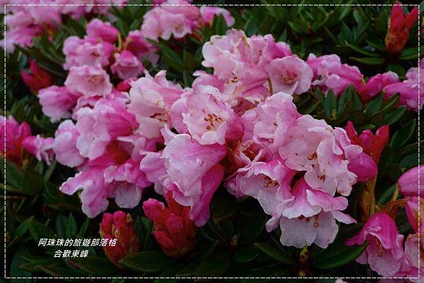 合歡東峰25.JPG 合歡東峰25.JPG