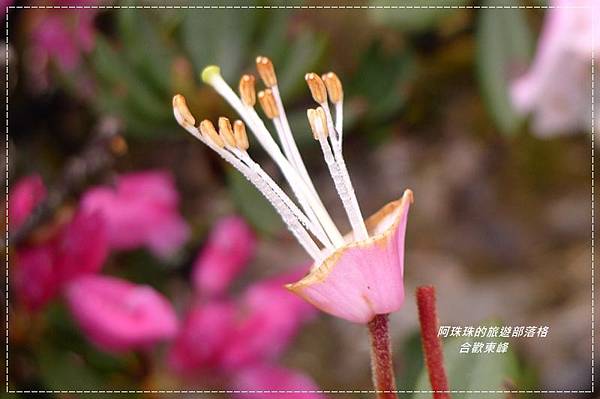 合歡東峰28.JPG 合歡東峰28.JPG