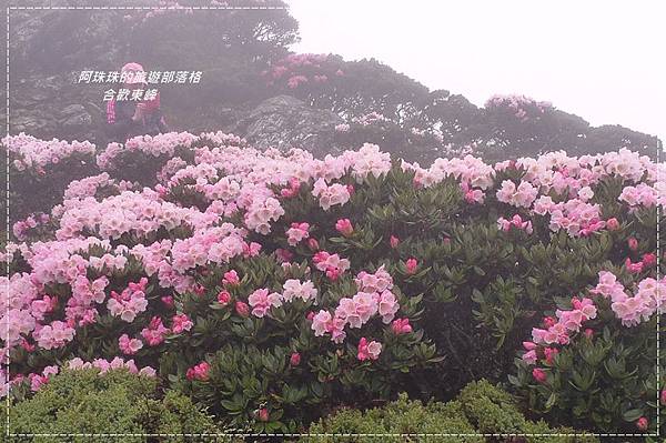 合歡東峰32.JPG 合歡東峰32.JPG