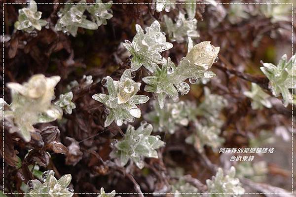 合歡東峰33.JPG 合歡東峰33.JPG