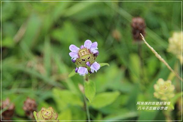 八斗子45.JPG 八斗子45.JPG