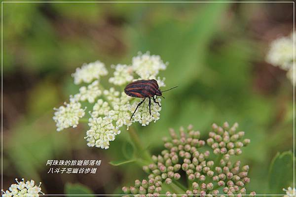 八斗子47.JPG 八斗子47.JPG