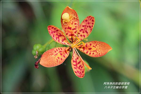 八斗子50.JPG 八斗子50.JPG