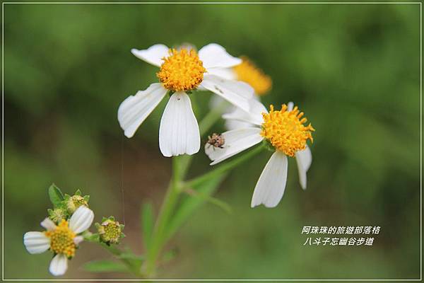 八斗子52.JPG 八斗子52.JPG