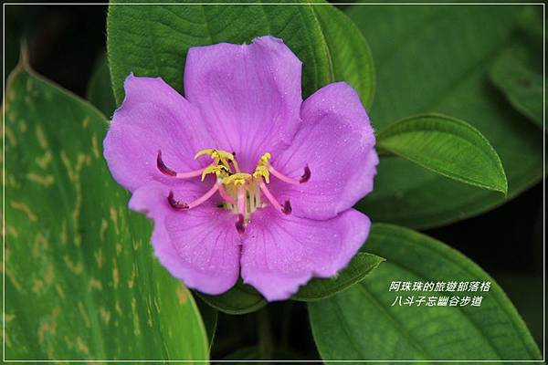 八斗子57.JPG 八斗子57.JPG