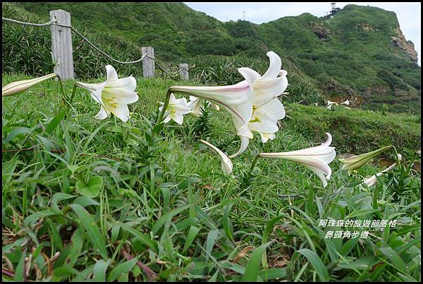 鼻頭角步道71.JPG