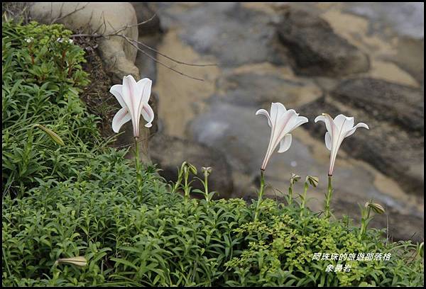 象鼻岩8.JPG 象鼻岩8.JPG