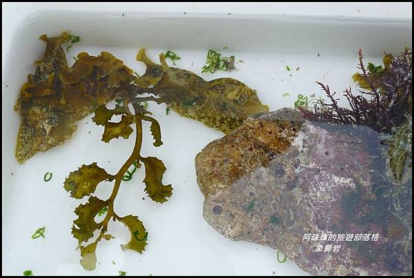 象鼻岩21.JPG 象鼻岩21.JPG