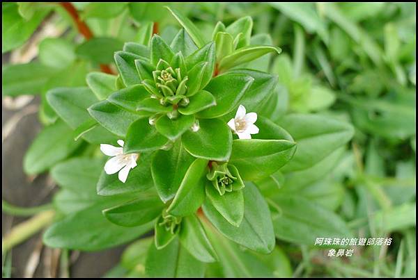 象鼻岩30.JPG 象鼻岩30.JPG