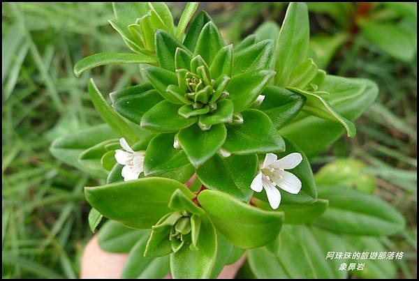 象鼻岩31.JPG 象鼻岩31.JPG