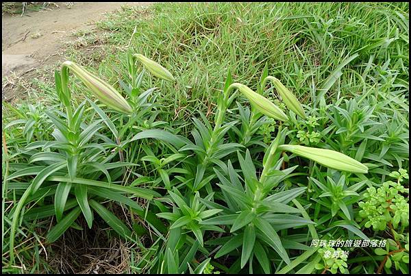 象鼻岩42.JPG 象鼻岩42.JPG