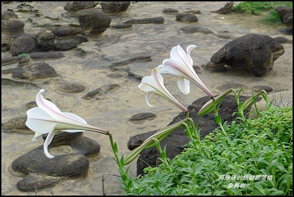 象鼻岩43.JPG 象鼻岩43.JPG