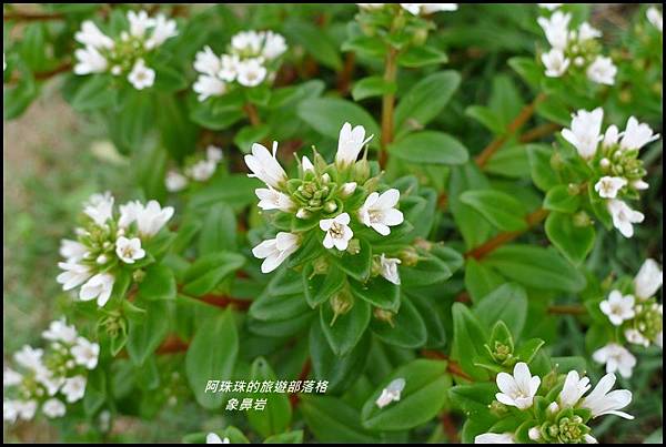 象鼻岩48.JPG 象鼻岩48.JPG