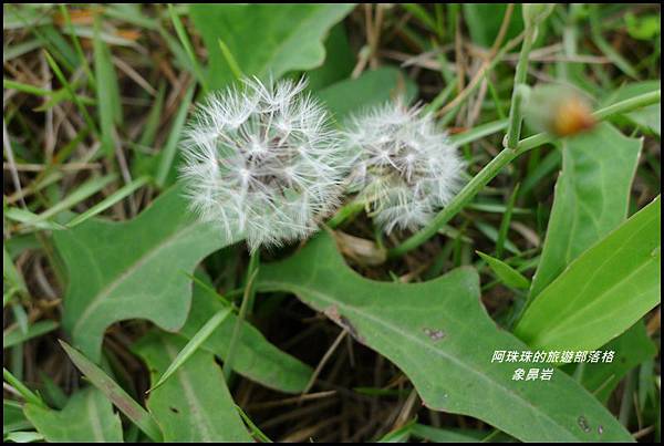 象鼻岩51.JPG 象鼻岩51.JPG