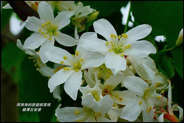 龍潭甘家堡46.JPG 龍潭甘家堡46.JPG