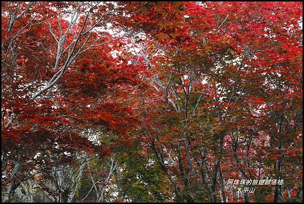 太平山17.JPG