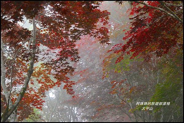 太平山19.JPG